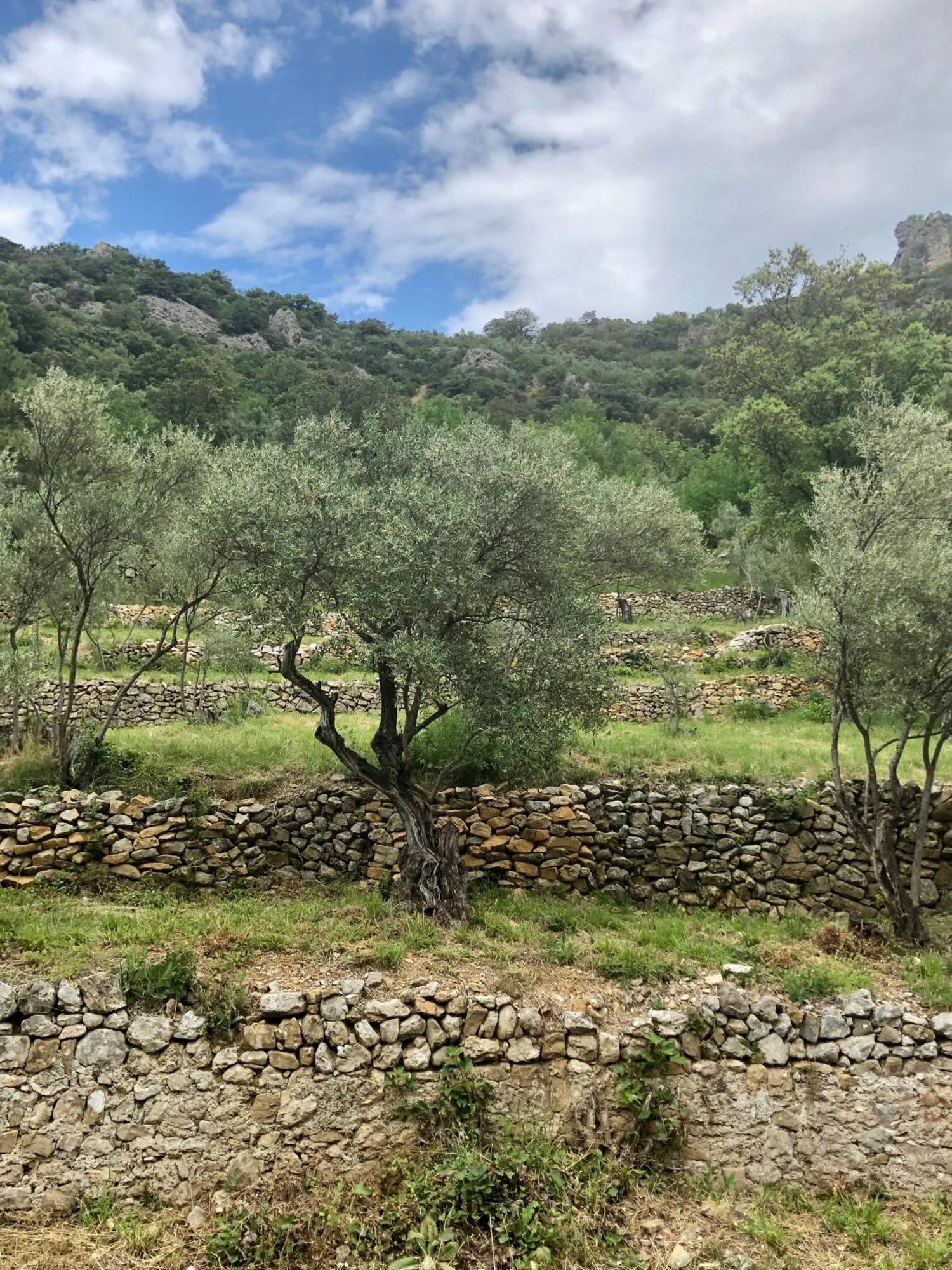 Charmante Maison A Saint Guilhem Le Desert Eksteriør billede